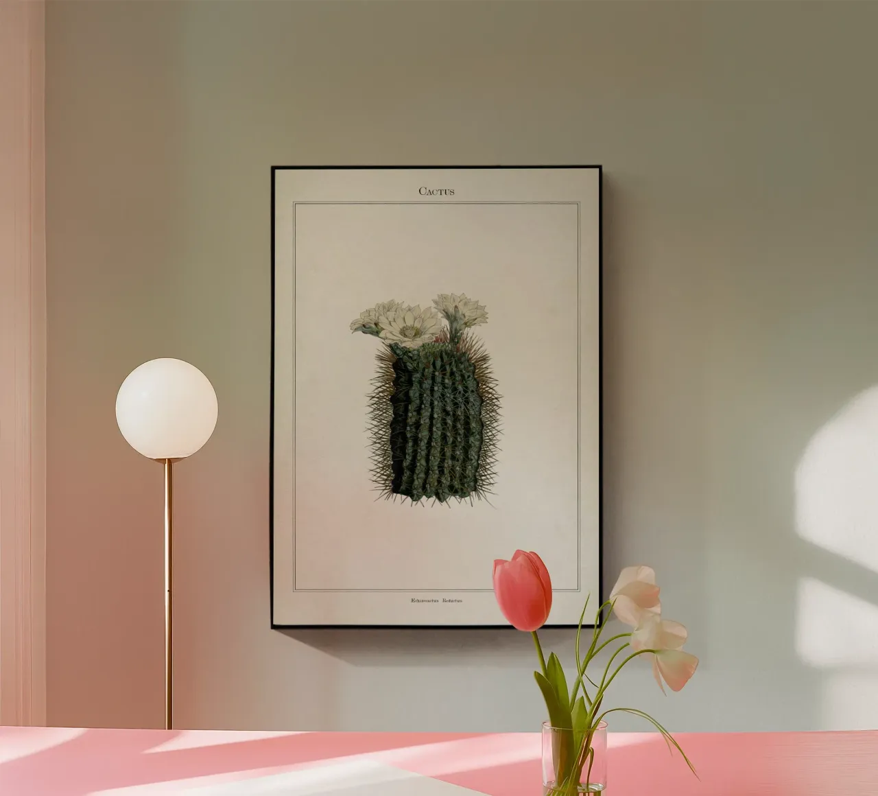 Vintage Curtis 2 Echinocactus Reductus plexiglass da Vintage Print Collection