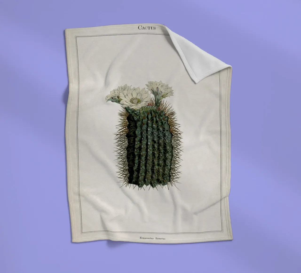 Vintage Curtis 2 Echinocactus Reductus coperta in pile da Vintage Print Collection