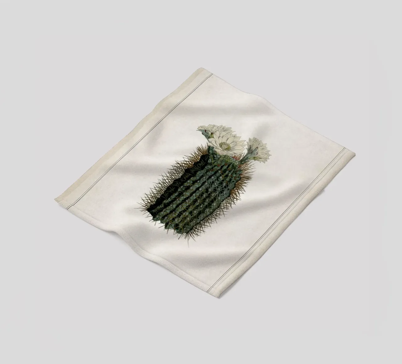 Vintage Curtis 2 Echinocactus Reductus coperta in pile da Vintage Print Collection