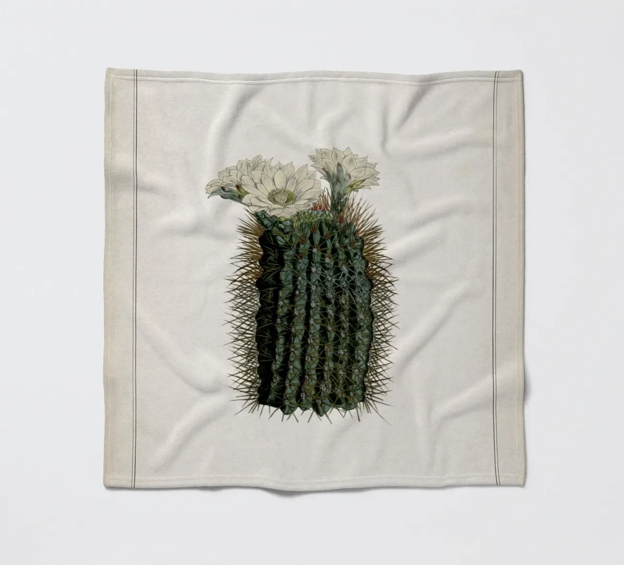 Vintage Curtis 2 Echinocactus Reductus coperta in pile da Vintage Print Collection