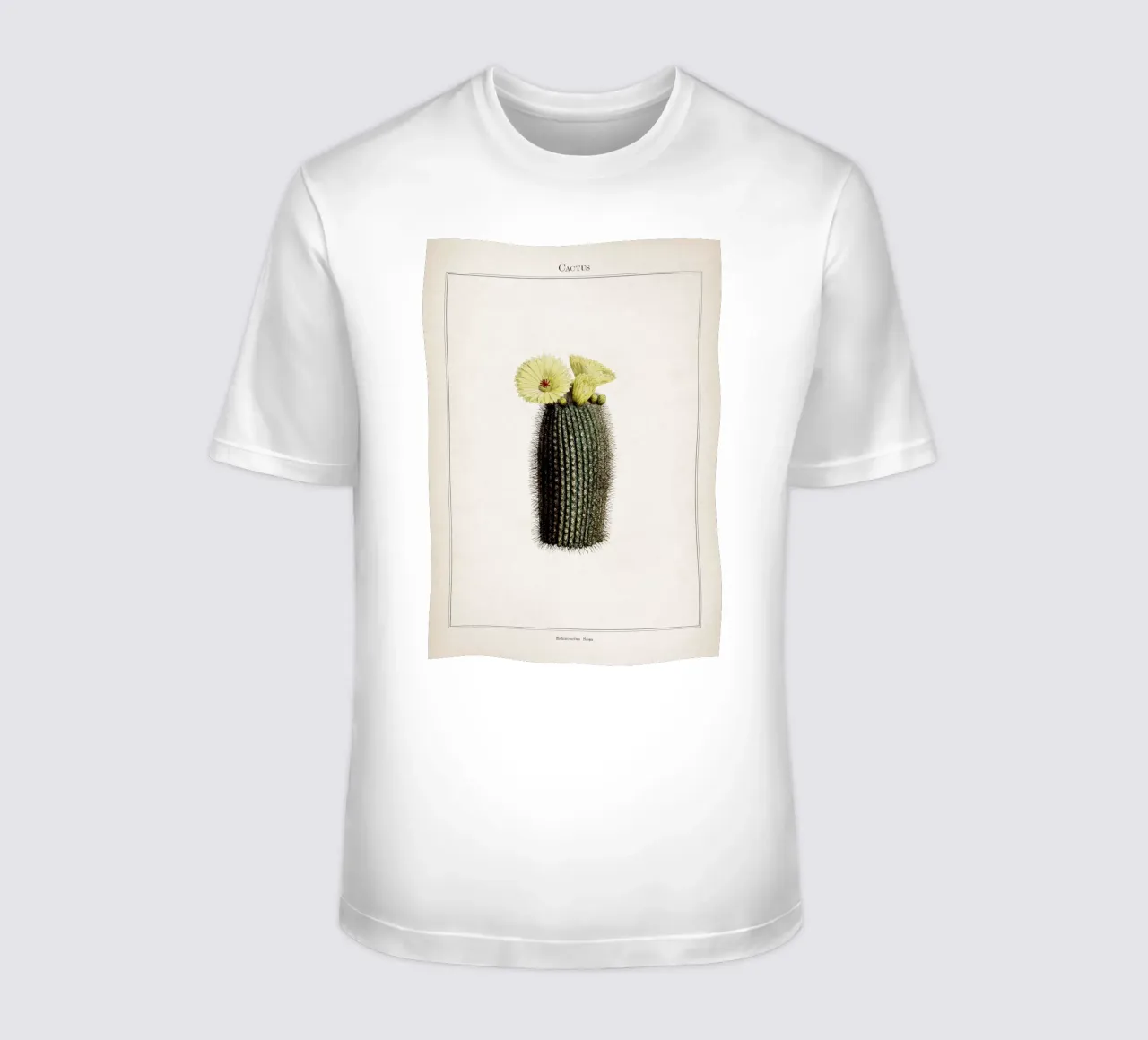 Vintage Curtis 2 Echinocactus Scopa t-shirt van Vintage Print Collection