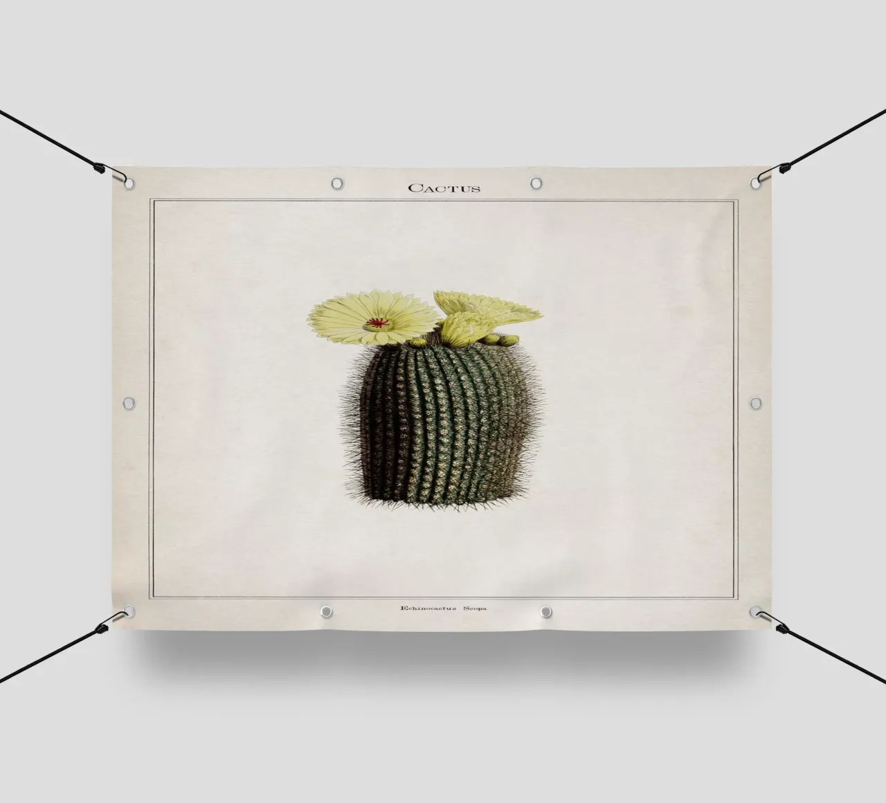 Vintage Curtis 2 Echinocactus Scopa pvc cover by Vintage Print Collection
