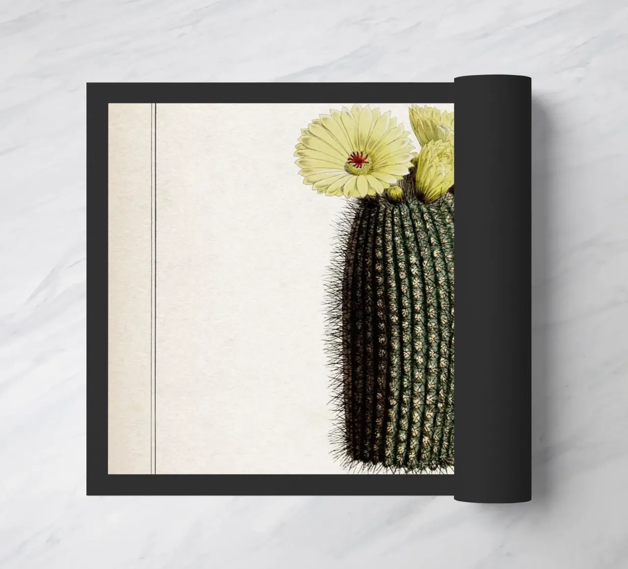 Vintage Curtis 2 Echinocactus Scopa zerbino da Vintage Print Collection