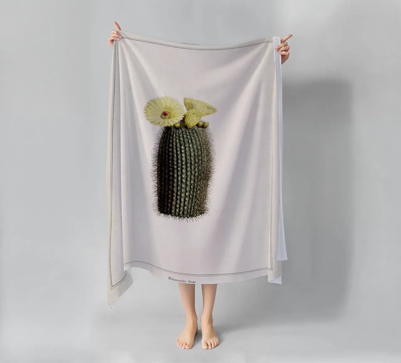 Vintage Curtis 2 Echinocactus Scopa beach towel by Vintage Print Collection