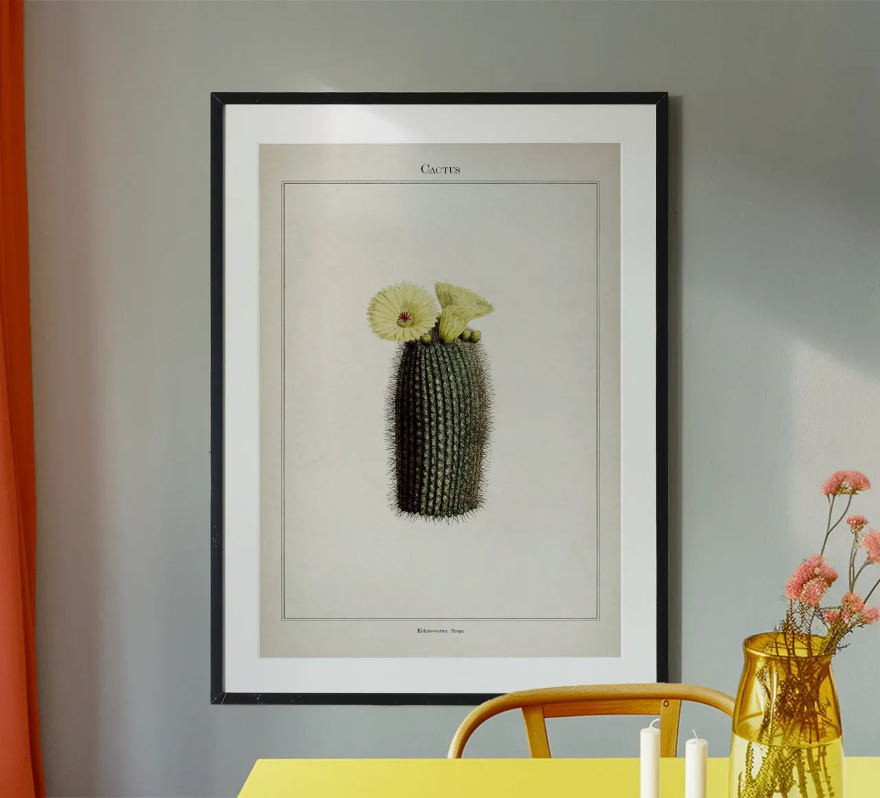 Vintage Curtis 2 Echinocactus Scopa carta hahnemühle da Vintage Print Collection