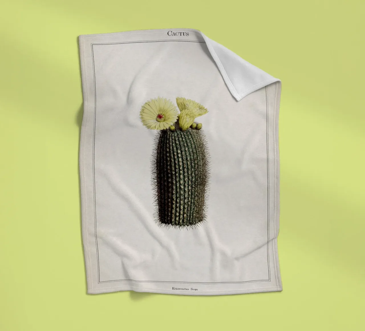 Vintage Curtis 2 Echinocactus Scopa fleece blanket by Vintage Print Collection