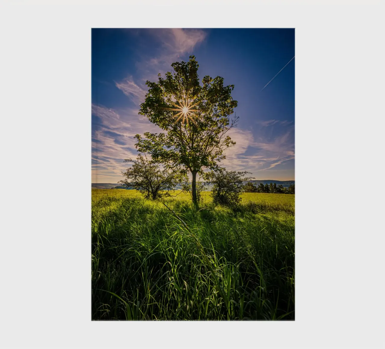 Sun star through a deciduous tree notebook by Marcus Beckert | Fotografie