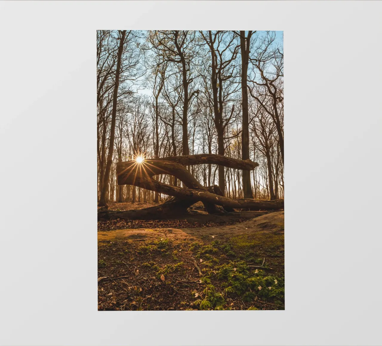 Foresta fantasma sul Darß pellicola backlit da Marcus Beckert | Fotografie