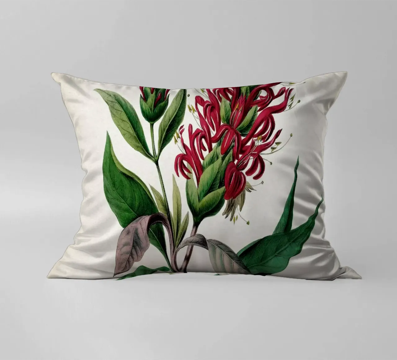 Vintage Denisse 2 Cardinalis Adhatoda cuscino da Vintage Print Collection