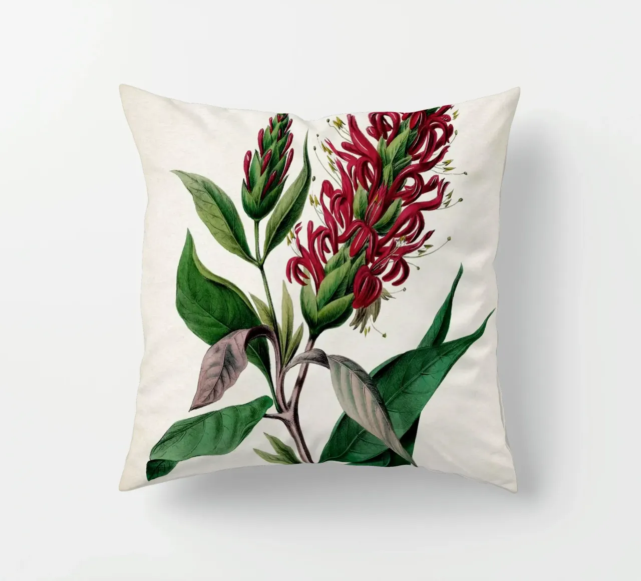 Vintage Denisse 2 Cardinalis Adhatoda cuscino da Vintage Print Collection