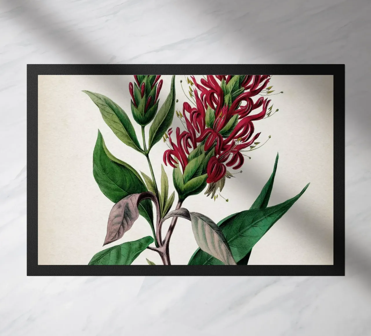 Vintage Denisse 2 Cardinalis Adhatoda zerbino da Vintage Print Collection