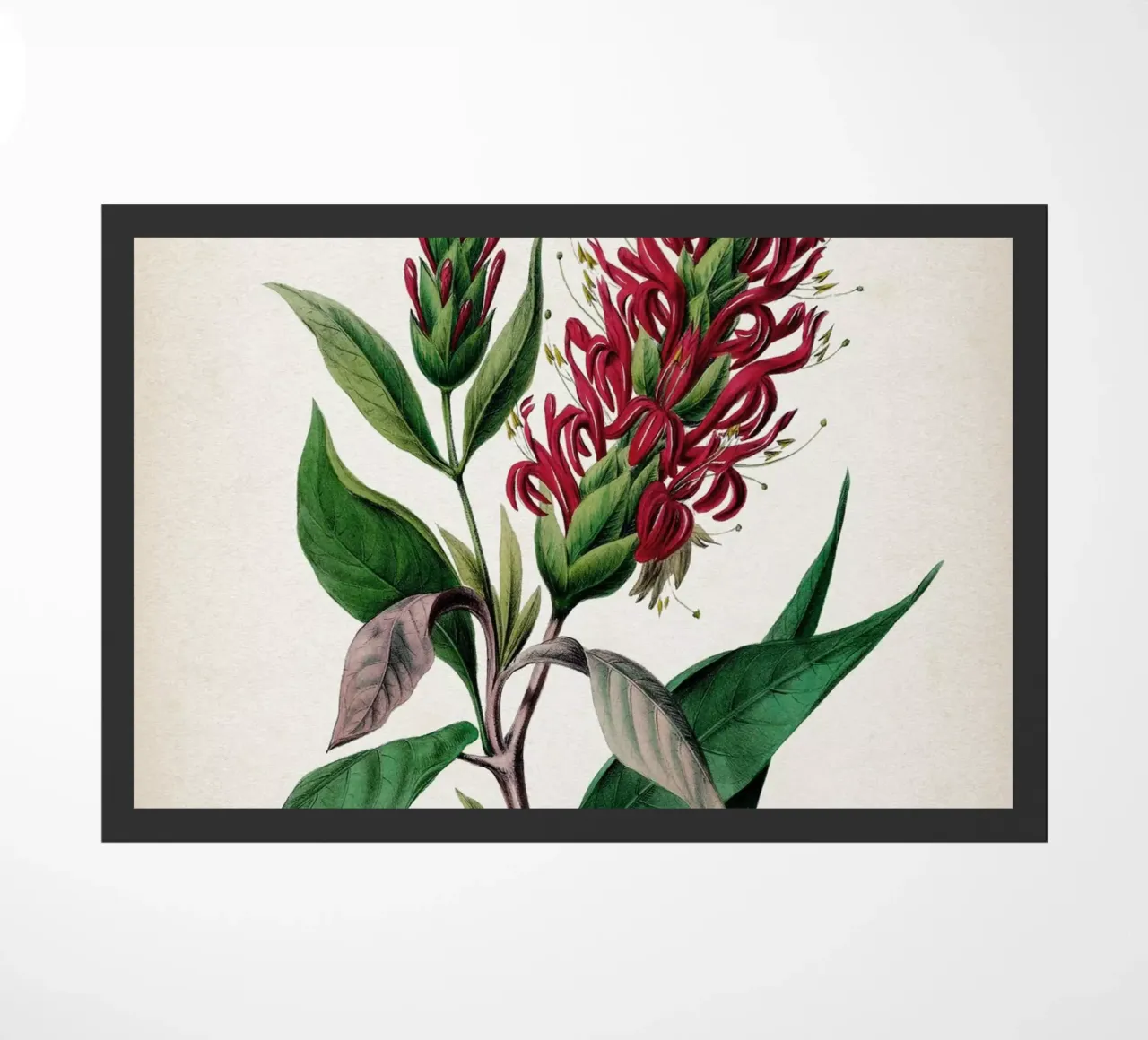 Vintage Denisse 2 Cardinalis Adhatoda zerbino da Vintage Print Collection
