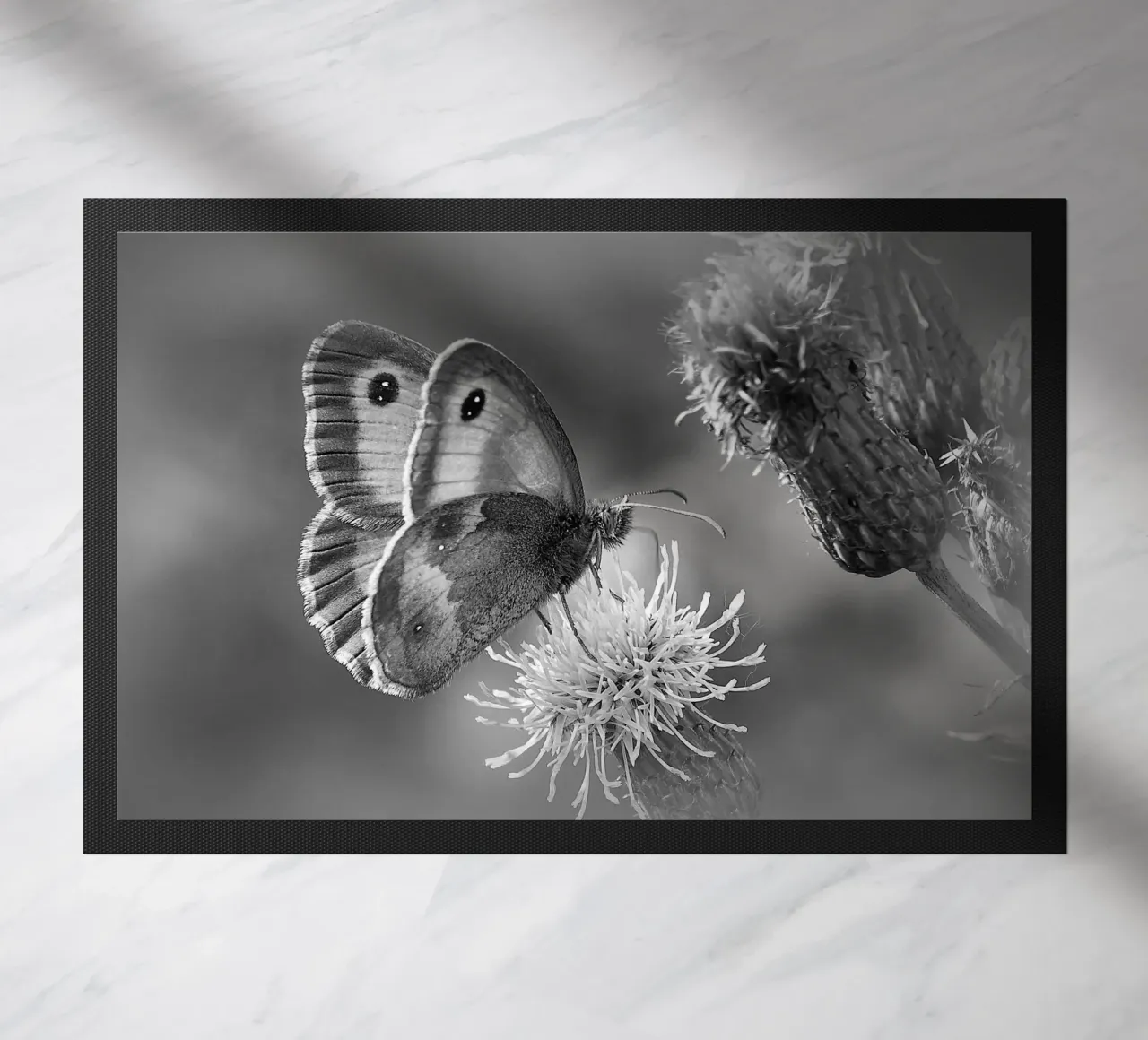 BW85 zerbino da Thierry vobmann photography