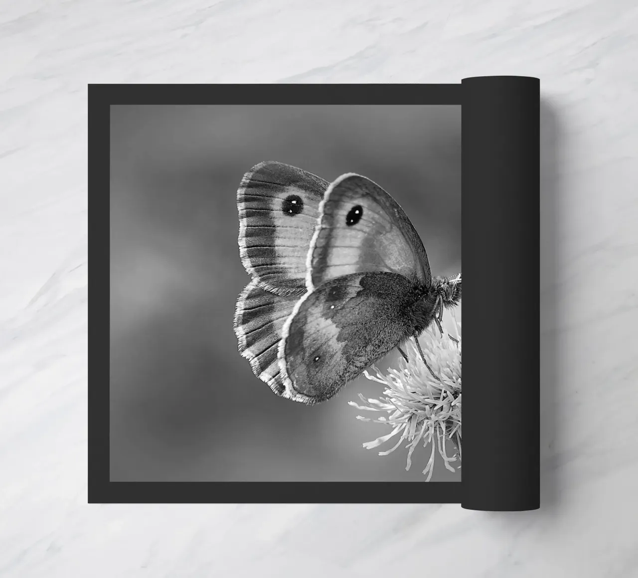 BW85 zerbino da Thierry vobmann photography