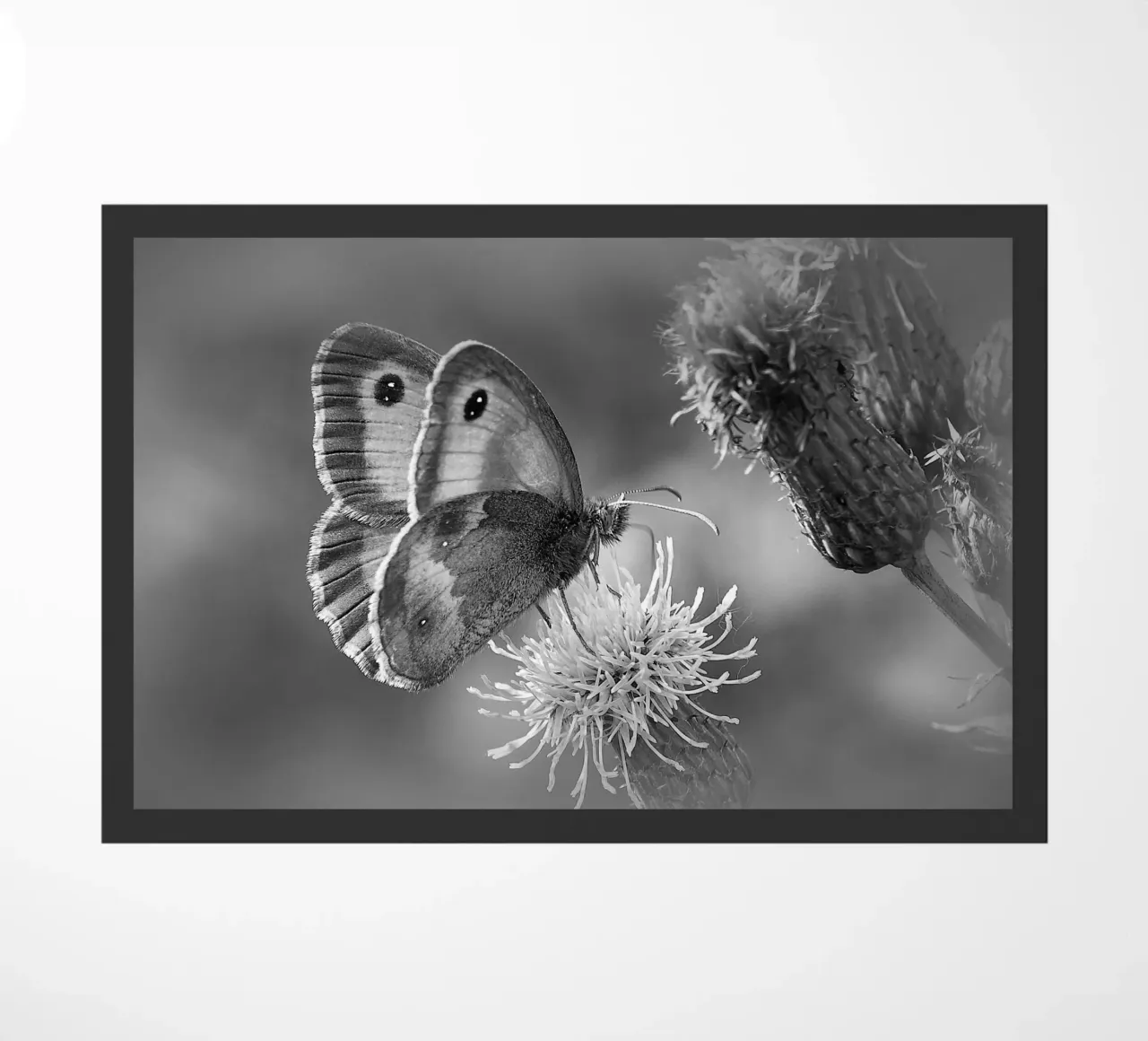 BW85 zerbino da Thierry vobmann photography