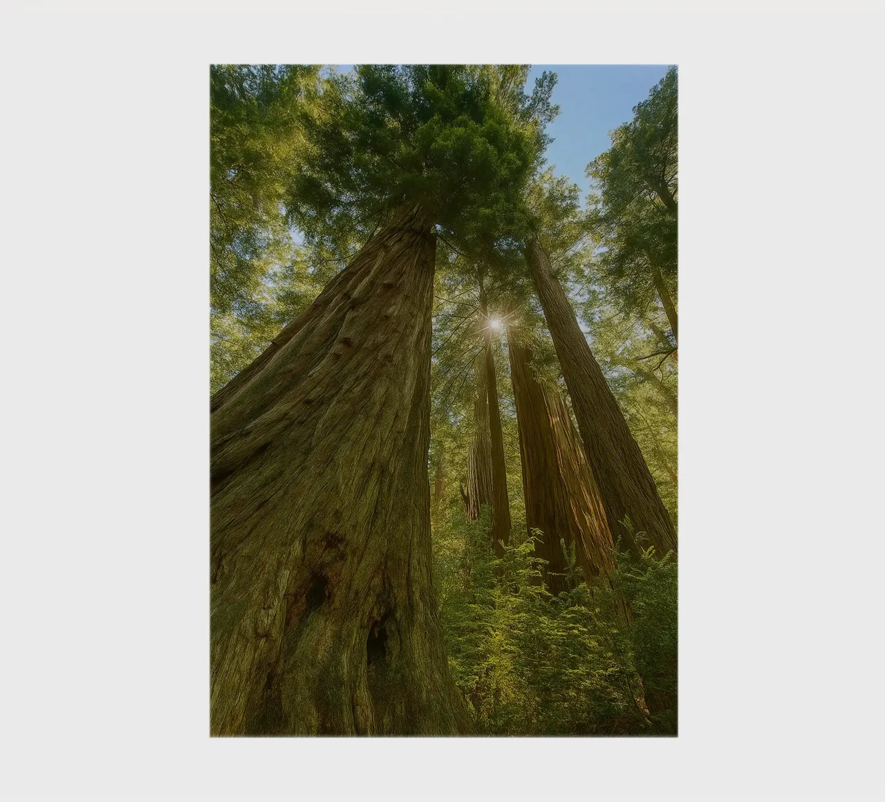 trees in the forrest retro photography notebook by viantishop