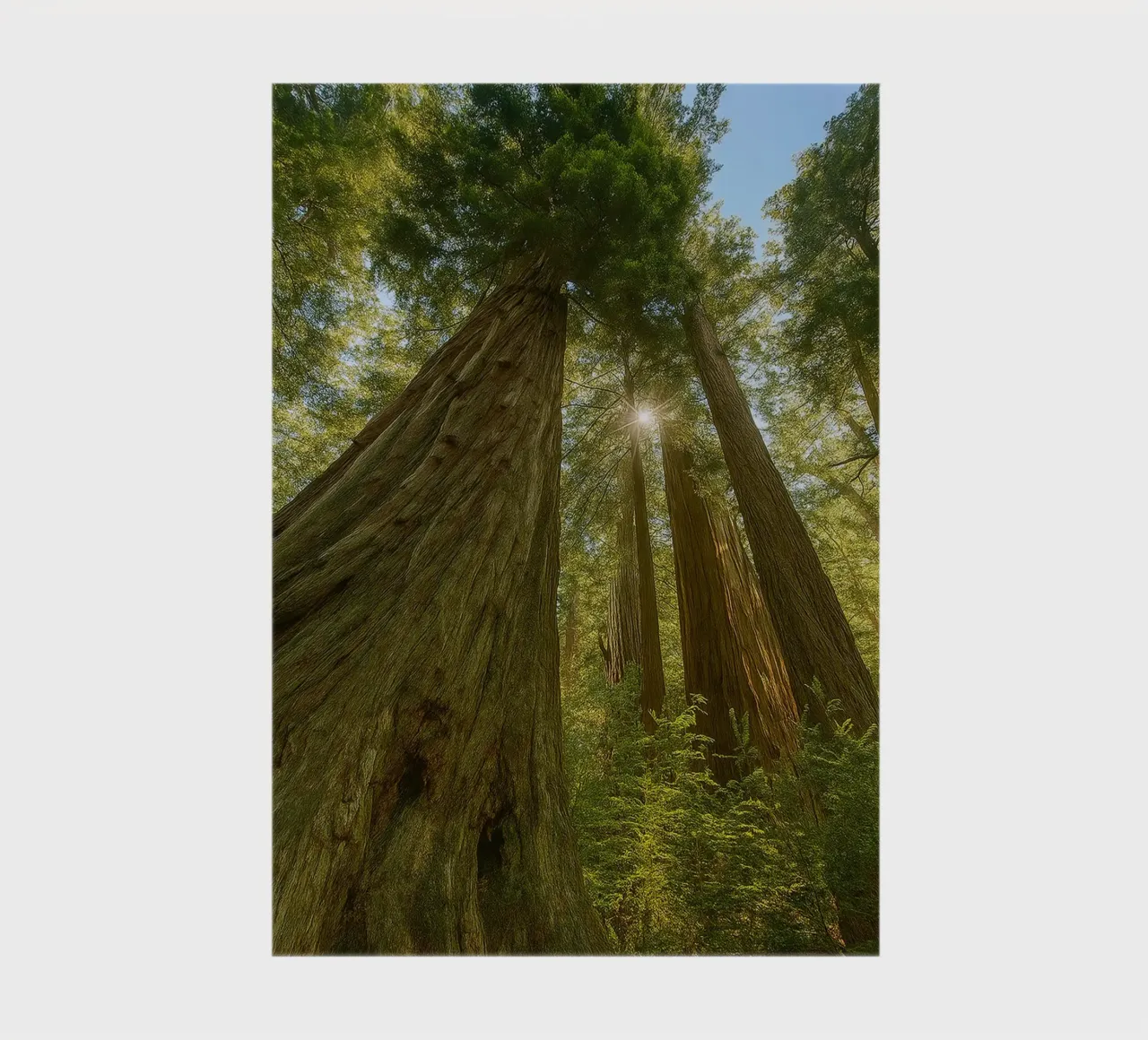 trees in the forrest retro photography notebook by viantishop