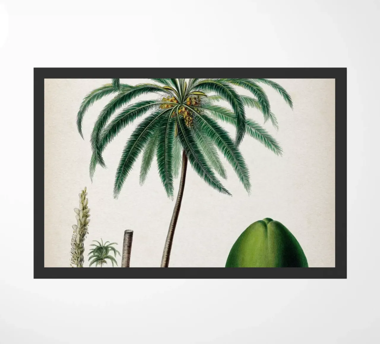 Vintage Denisse 5 Cocos Mucifera zerbino da Vintage Print Collection