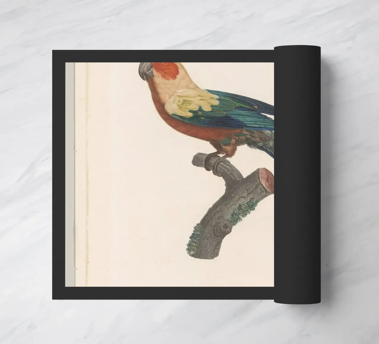 perroquets zerbino da vintageshop