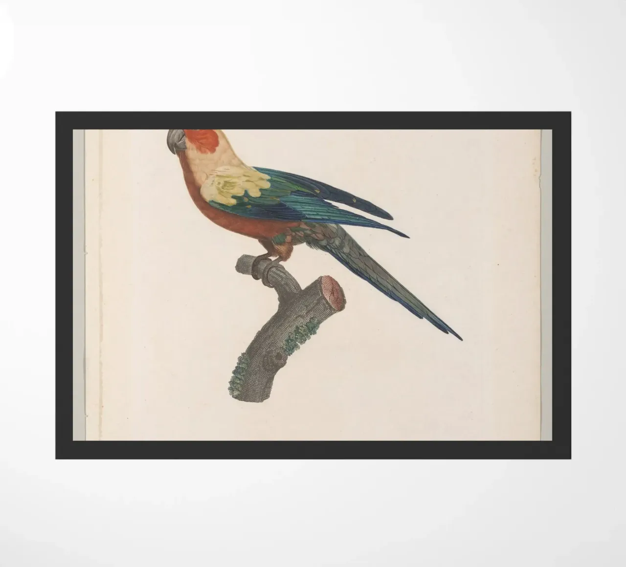 perroquets zerbino da vintageshop