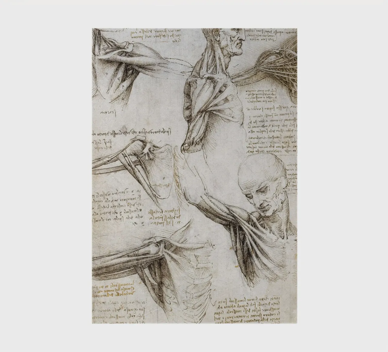 Muscles and tendons of the shoulder and upper limb by Leonar notebook by James McIntosh