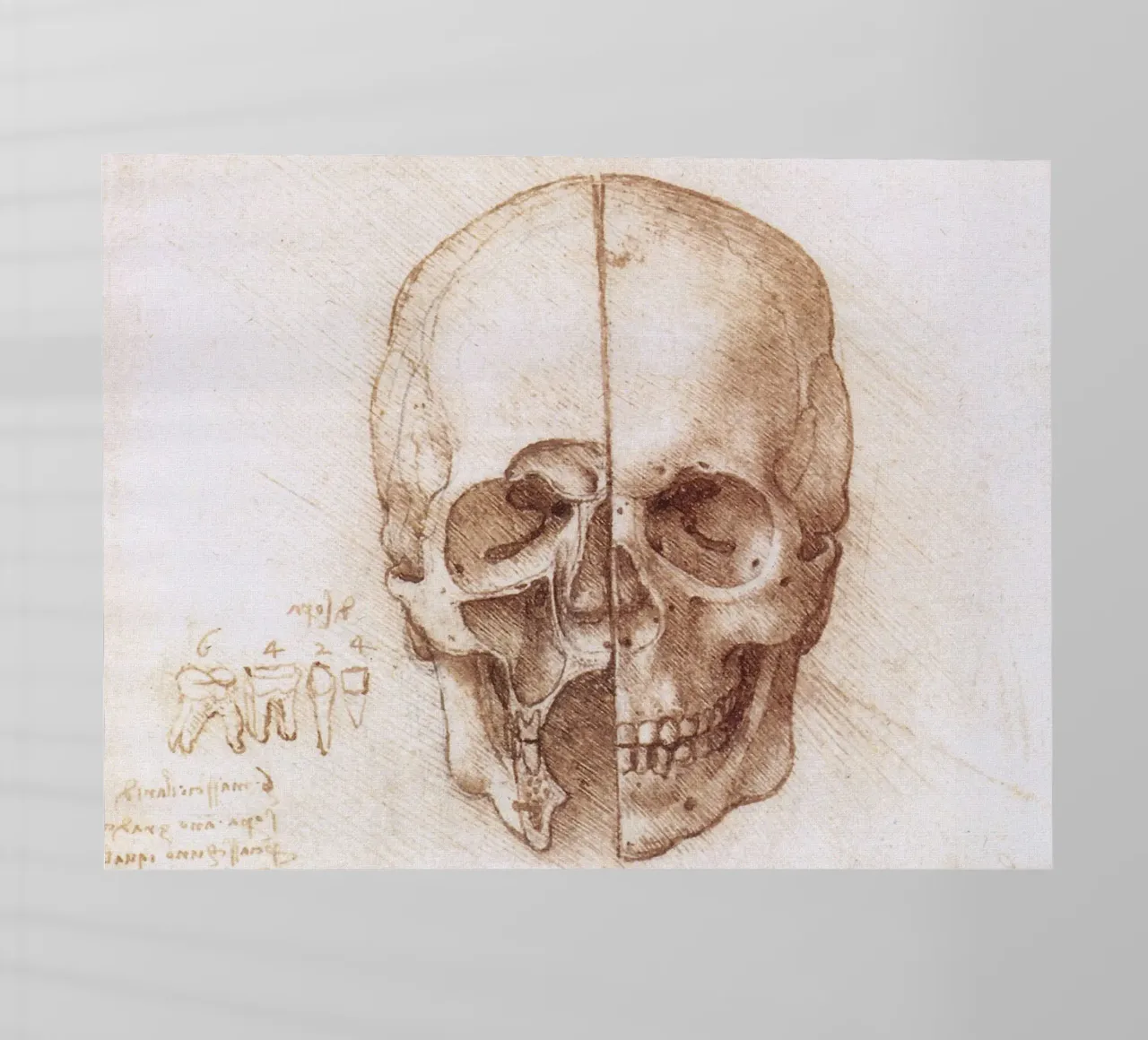 Skull by Leonardo da Vinci pellicola backlit da James McIntosh