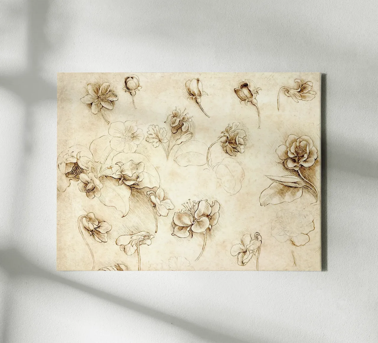Study of Flowers of Grass-like plants by Leonardo da Vinci canvas with Floater frame by James McIntosh