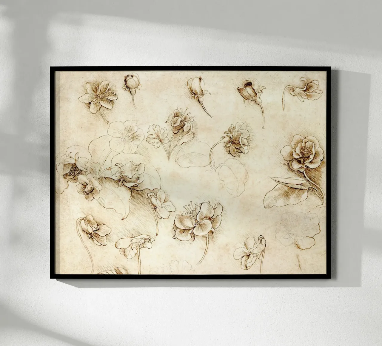 Studio di fiori di piante erbacee di Leonardo da Vinci poster con telaio in plastica da James McIntosh