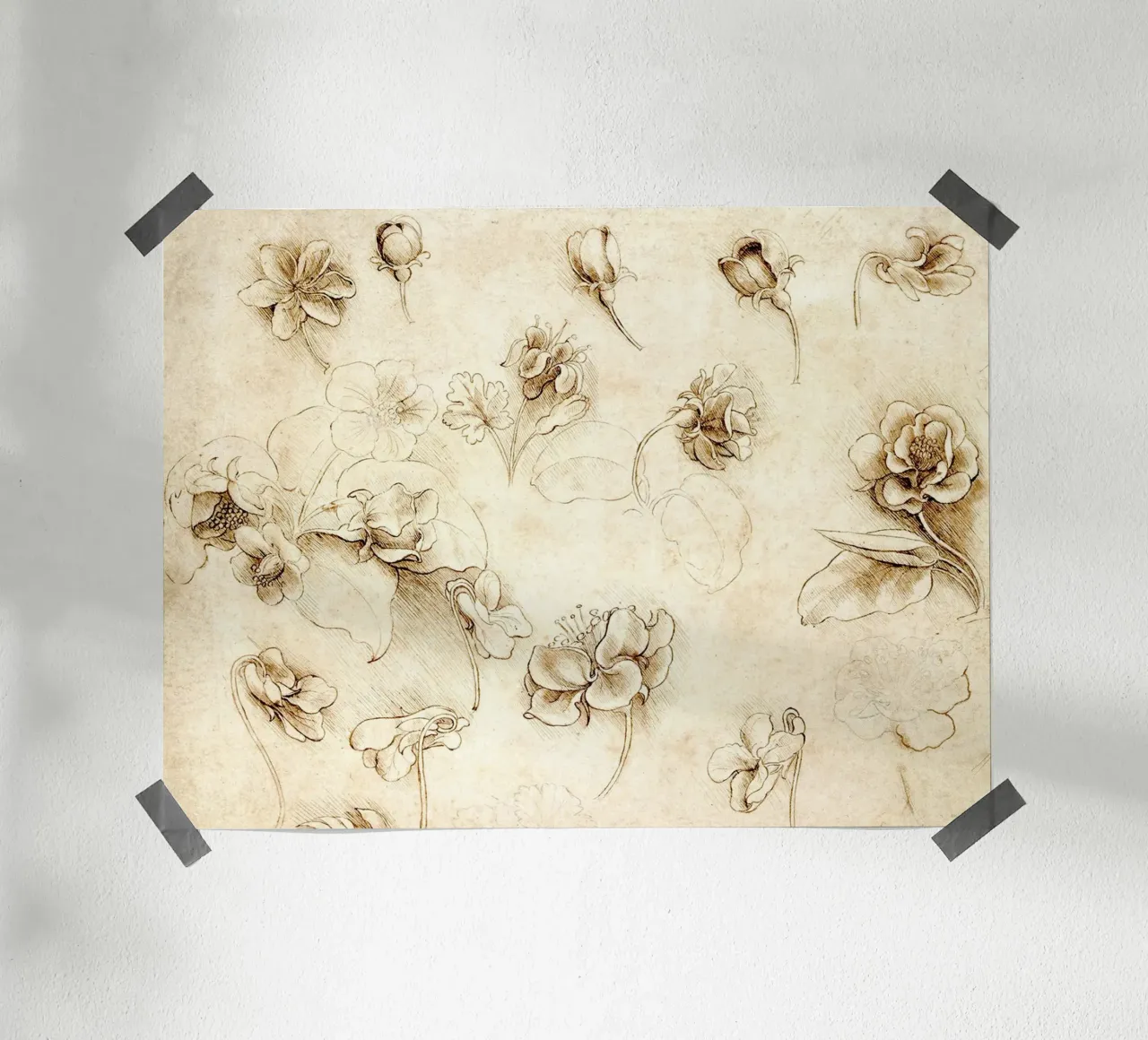 Studio di fiori di piante erbacee di Leonardo da Vinci poster con telaio in plastica da James McIntosh