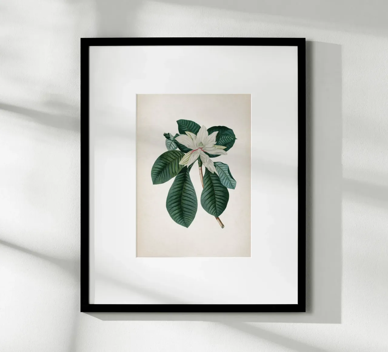 Vintage Ehret 4 Magnolia Foliis poster con telaio in legno da Vintage Print Collection