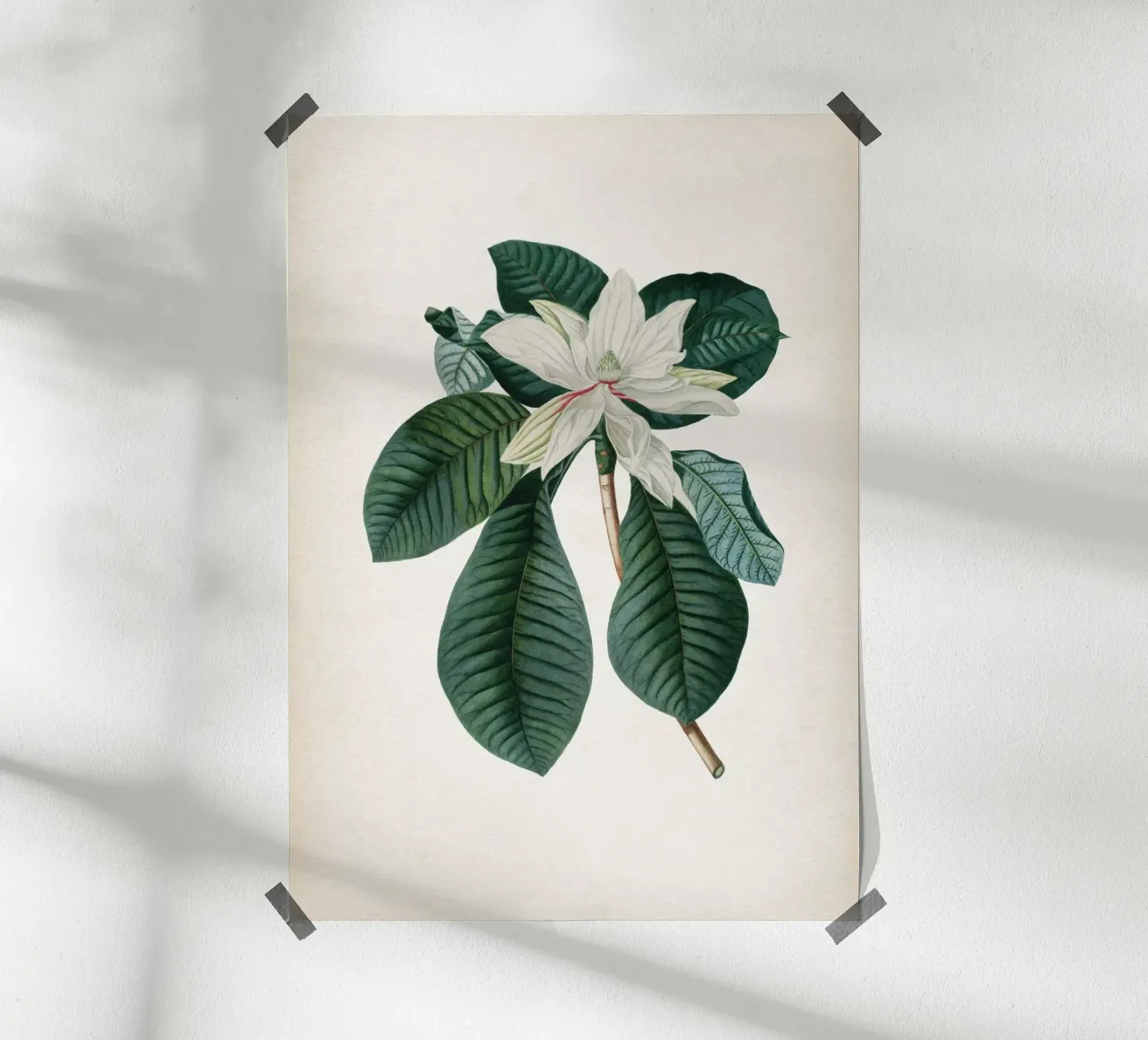 Vintage Ehret 4 Magnolia Foliis poster con telaio in legno da Vintage Print Collection