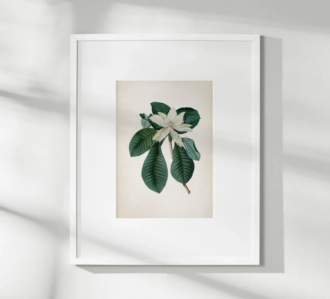 Vintage Ehret 4 Magnolia Foliis poster con telaio in legno da Vintage Print Collection