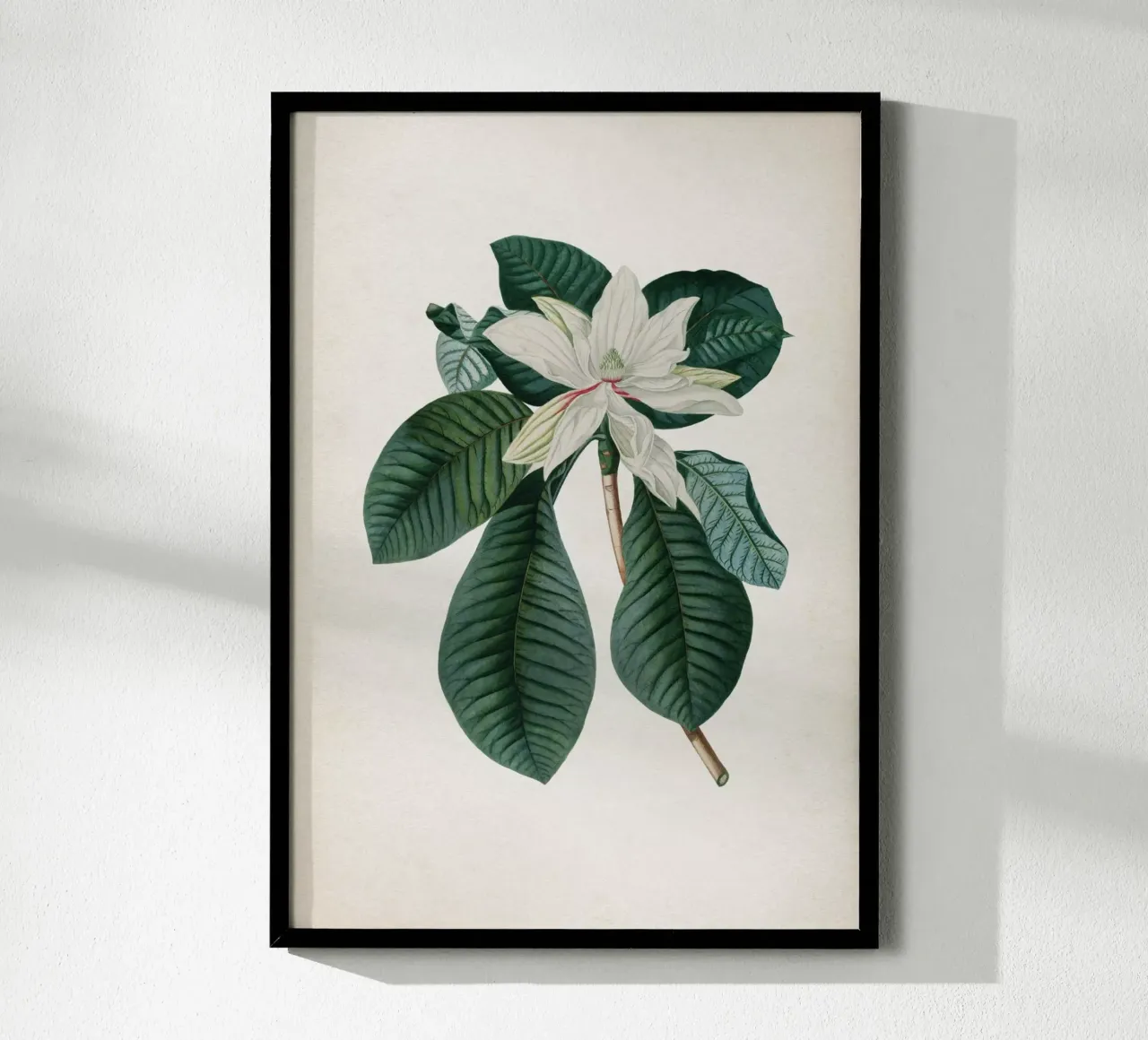 Vintage Ehret 4 Magnolia Foliis poster con telaio in legno da Vintage Print Collection