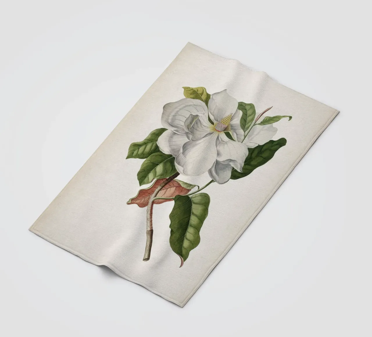 Vintage Ehret 4 Magnolia Maximo coperta in pile da Vintage Print Collection