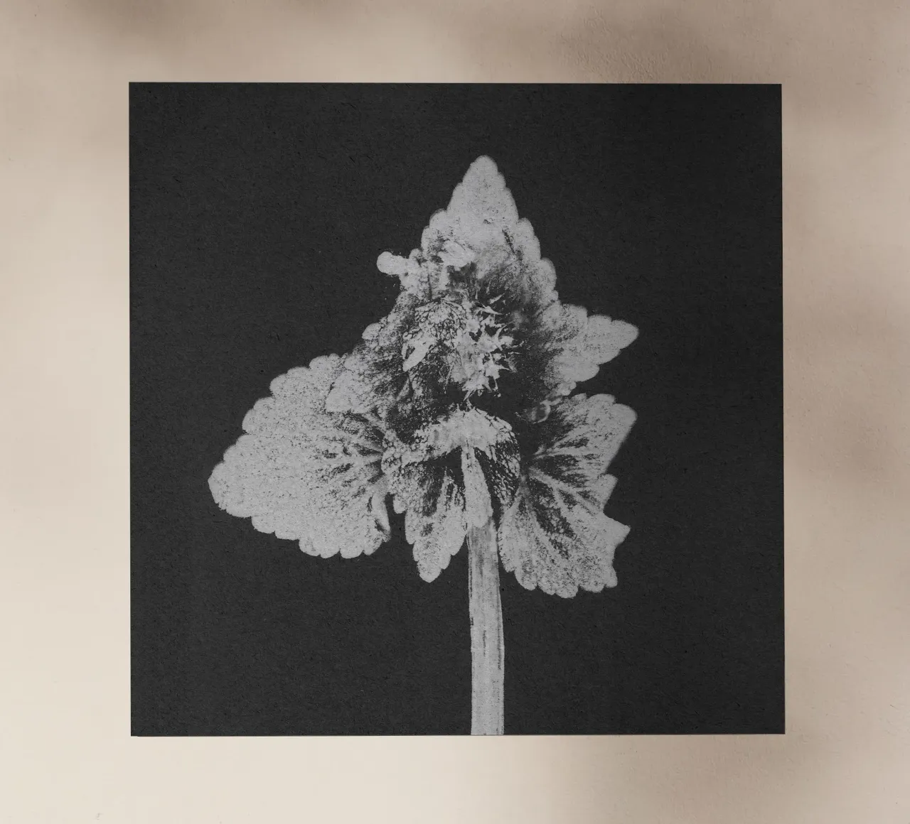 Impressioni botaniche | Lamium purpureum v5 pellicola backlit da Ivona Maris