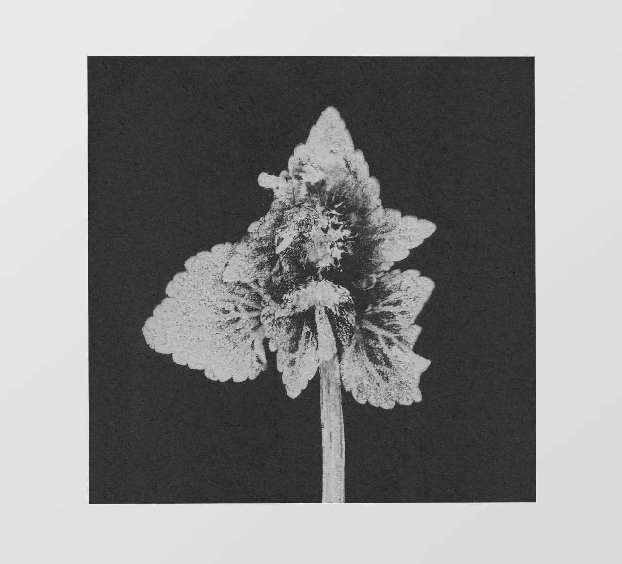 Impressioni botaniche | Lamium purpureum v5 pellicola backlit da Ivona Maris