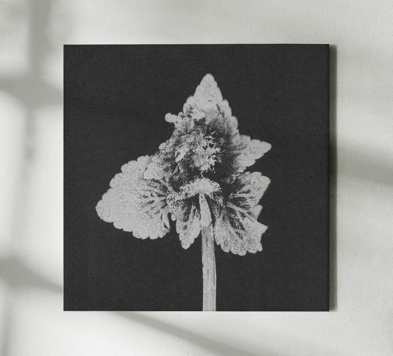 Impressioni botaniche | Lamium purpureum v5 tela con Cornice a cassetta da Ivona Maris