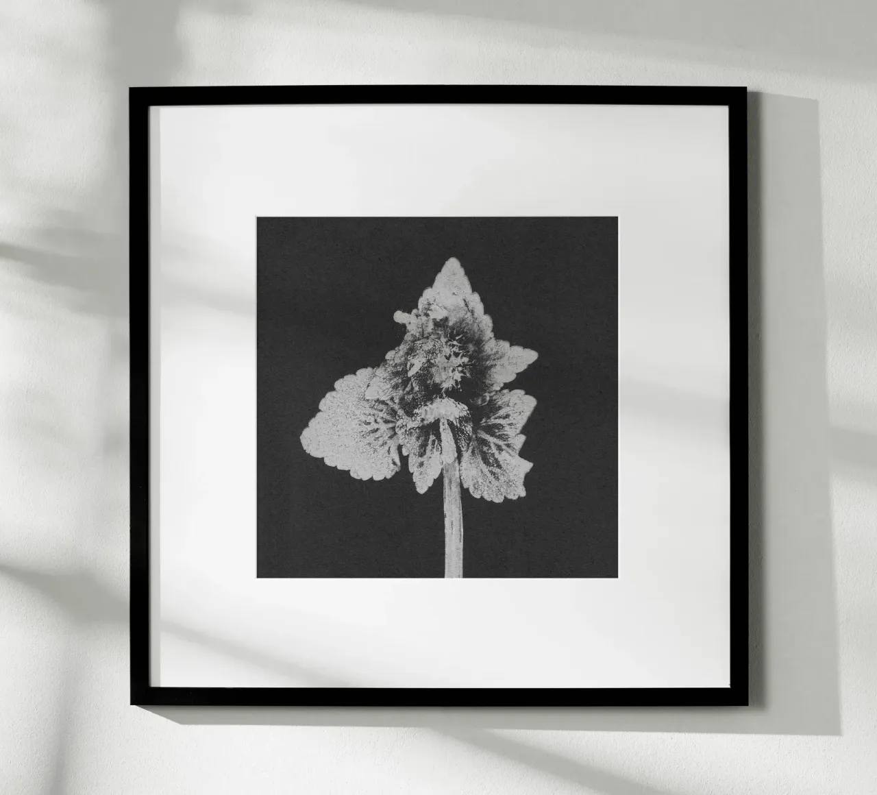 Impressioni botaniche | Lamium purpureum v5 poster da Ivona Maris