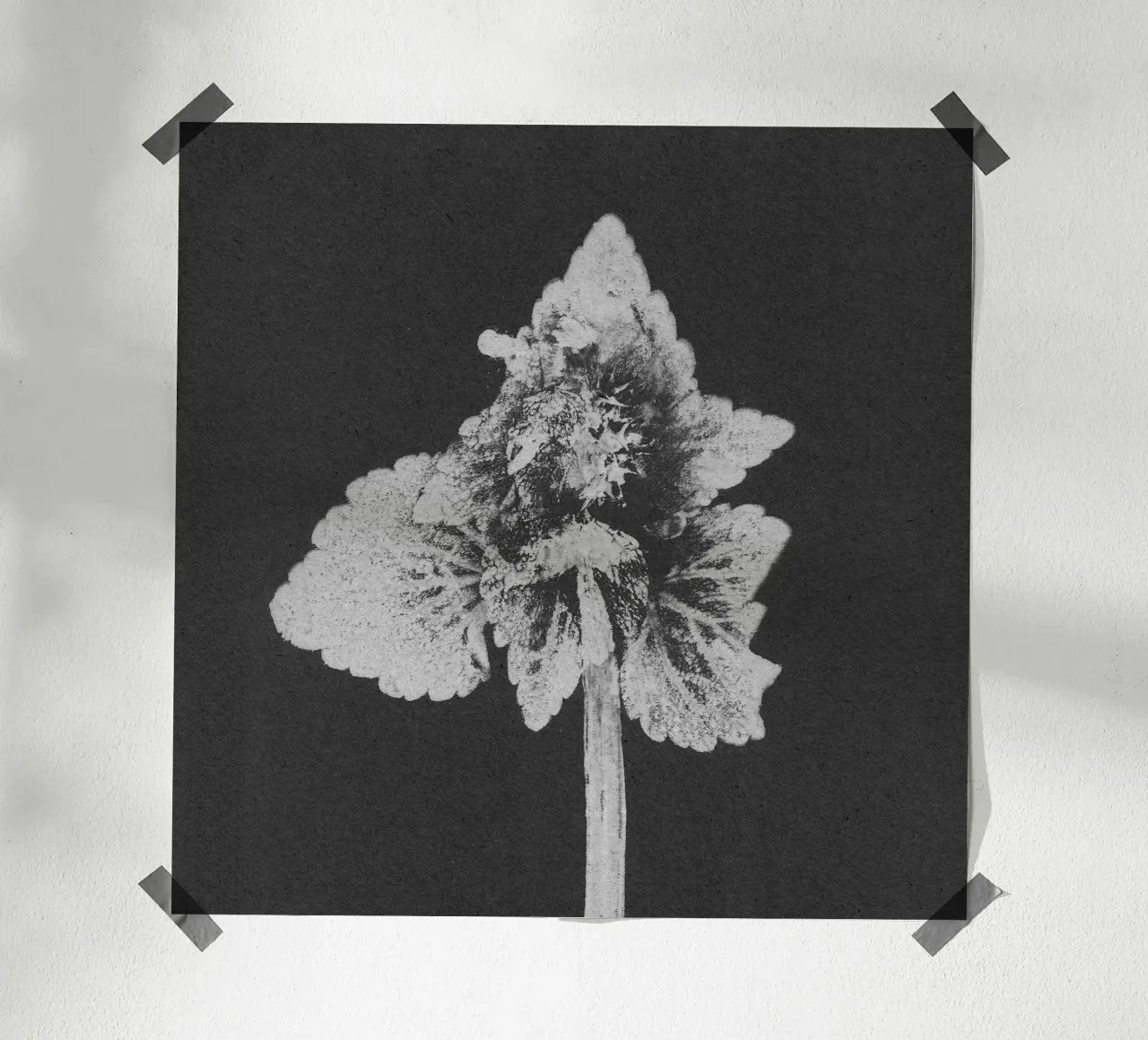 Impressioni botaniche | Lamium purpureum v5 poster da Ivona Maris