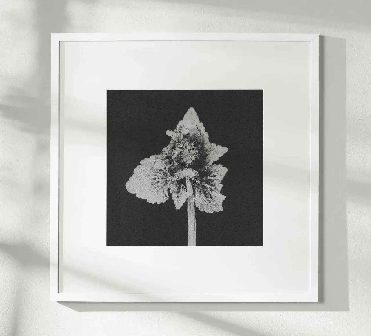 Impressioni botaniche | Lamium purpureum v5 poster da Ivona Maris