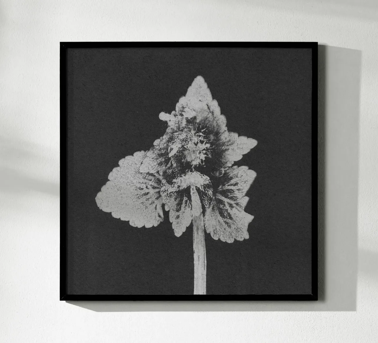 Impressioni botaniche | Lamium purpureum v5 poster da Ivona Maris