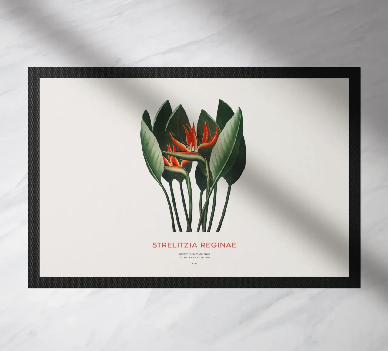 Pianta di fiori di uccello del paradiso zerbino da Vintagrafica