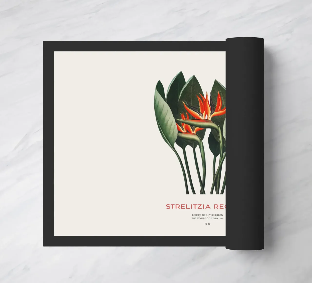Pianta di fiori di uccello del paradiso zerbino da Vintagrafica