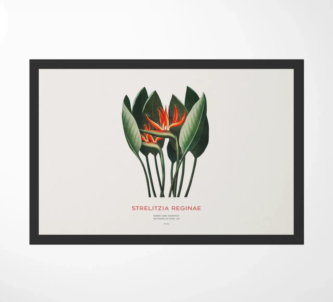 Pianta di fiori di uccello del paradiso zerbino da Vintagrafica