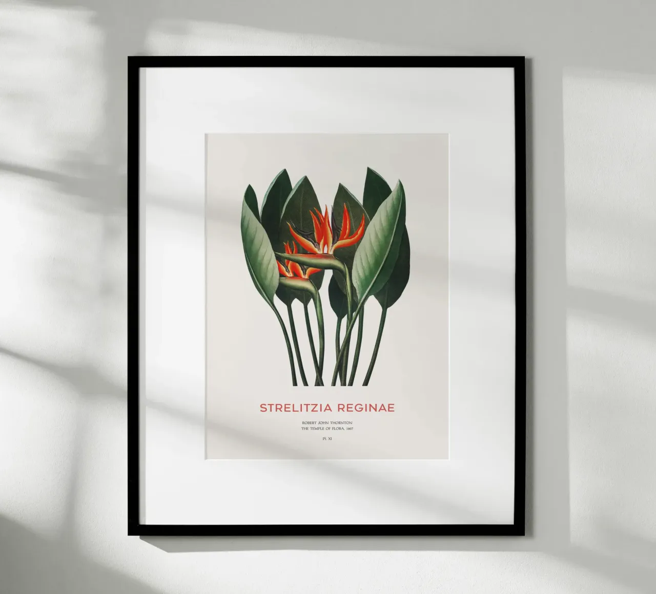 Pianta di fiori di uccello del paradiso poster con telaio in plastica da Vintagrafica