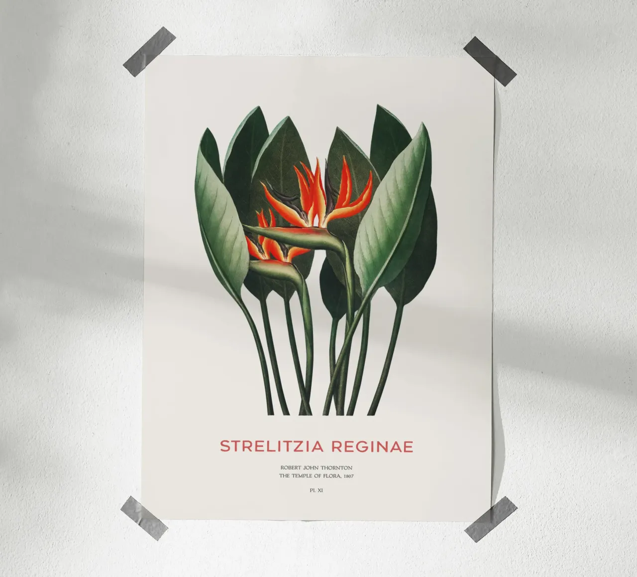 Pianta di fiori di uccello del paradiso poster con telaio in plastica da Vintagrafica