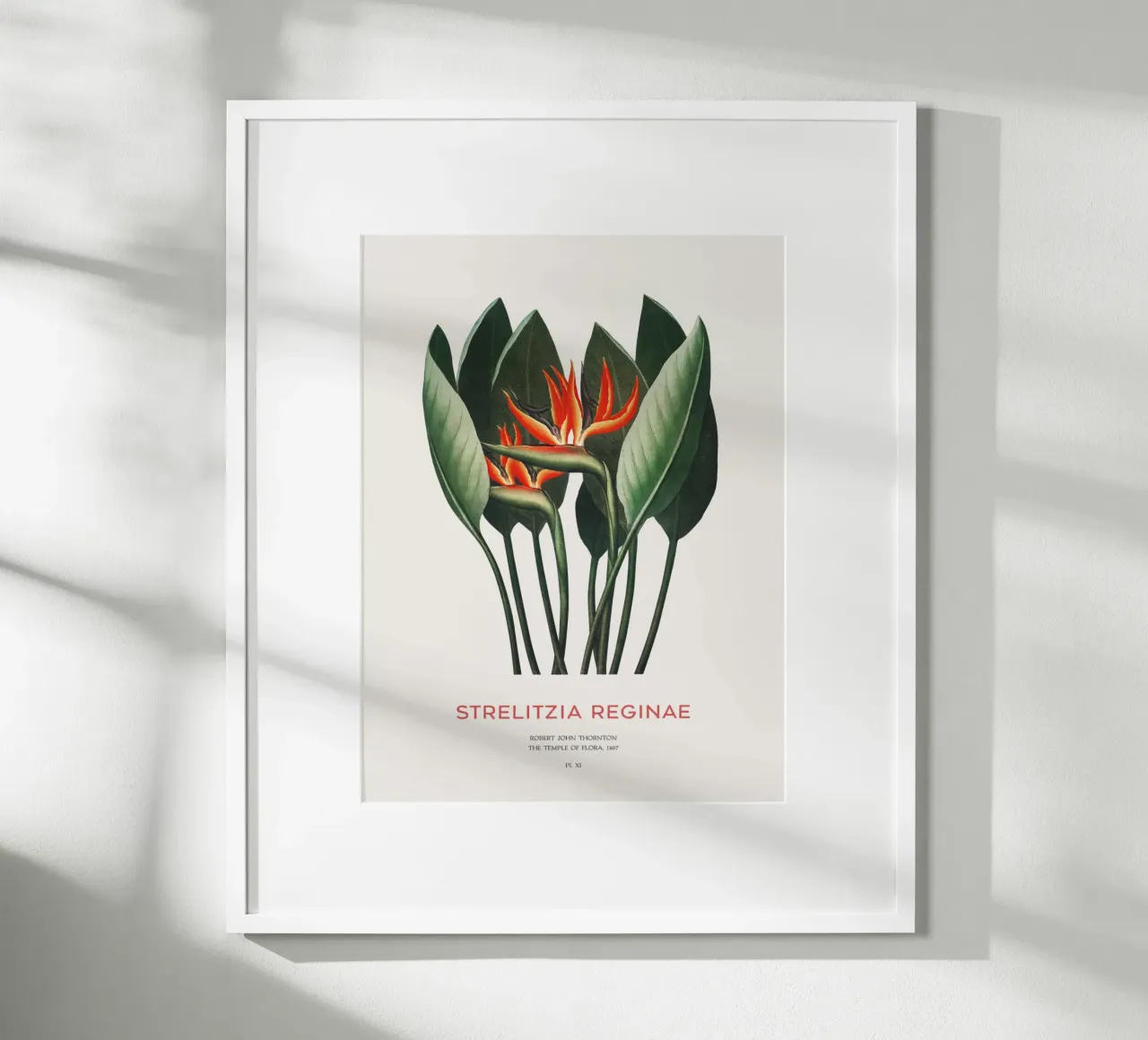 Pianta di fiori di uccello del paradiso poster con telaio in plastica da Vintagrafica