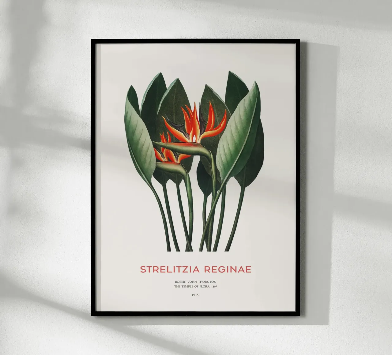 Pianta di fiori di uccello del paradiso poster con telaio in plastica da Vintagrafica