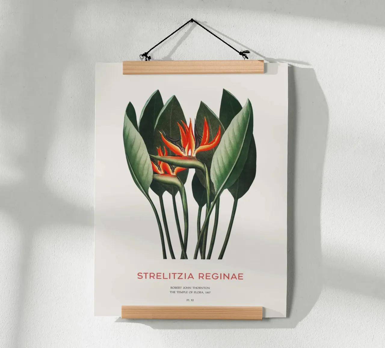 Pianta di fiori di uccello del paradiso poster con telaio in plastica da Vintagrafica