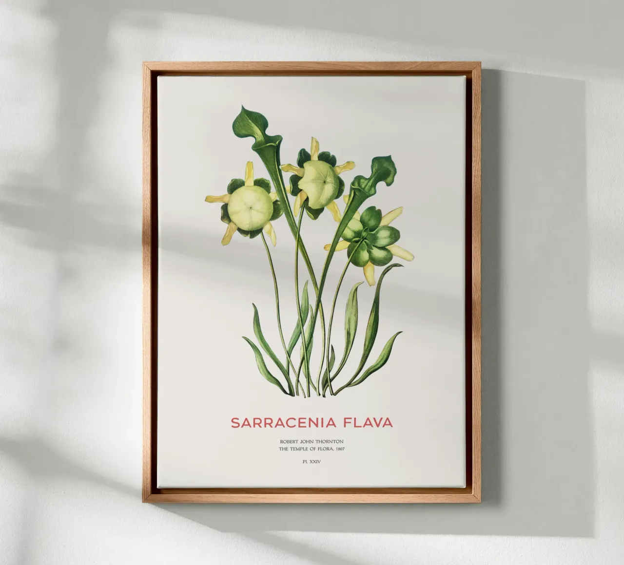 Gele bekerplant Minimalistische Botanische Kunst canvas met Baklijst van Vintagrafica
